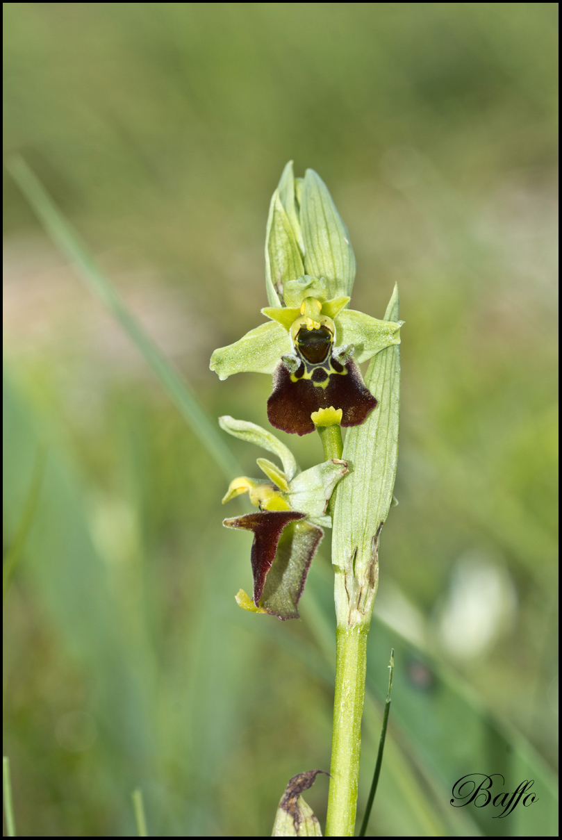 Ophrys holosericea subsp. holosericea (Burm.f.) Greutern -